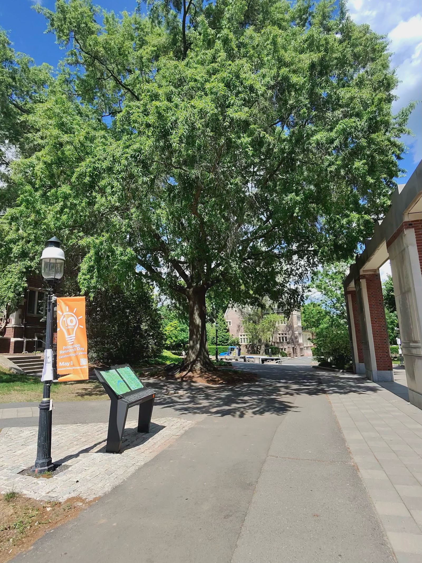 A large tree shading a campus path, an orange Princeton banner on a lamppost.